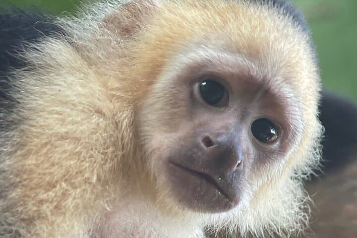 Manuel Antonio Midday Nature Walk and Beach Experience photo 2