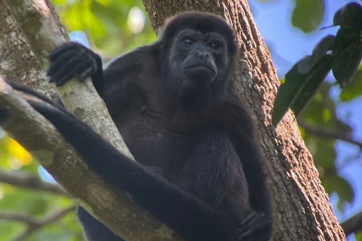 Manuel Antonio Midday Nature Walk and Beach Experience photo 6