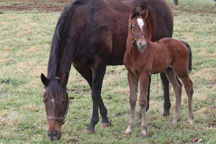 Lexington Thoroughbred Farm Tour — Half-Day at Keeneland & Bluegrass Horse Country photo 5