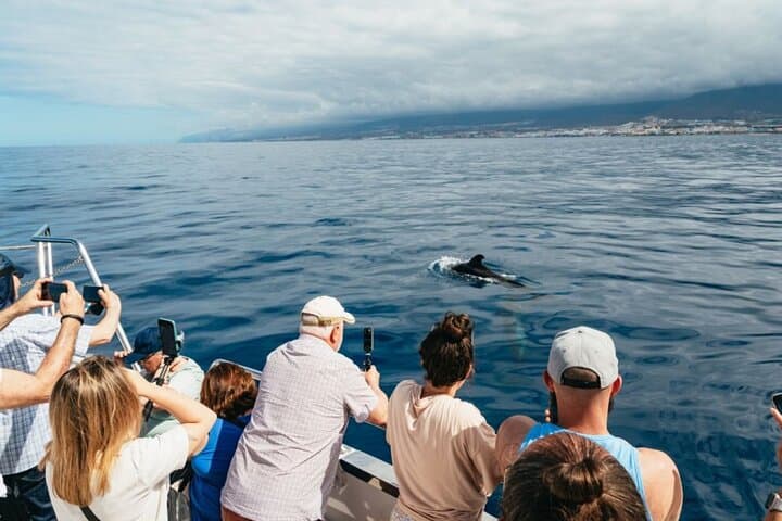 Eco-Yacht Whale & Dolphin Safari from Los Cristianos — Swim Stop Included photo 2