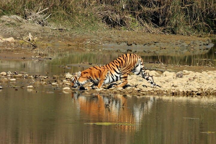 Bardia Jungle Safari: 5 Nights of Walking, Jeep Safaris & Karnali Rafting