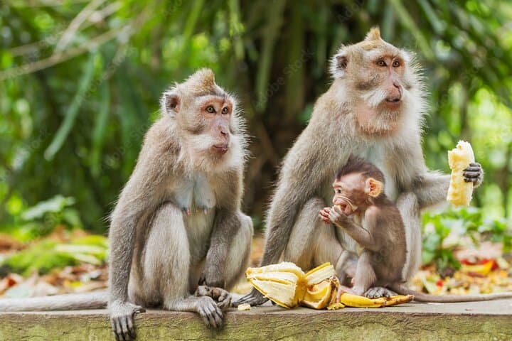 All-Inclusive Ubud Private Day Tour: Monkey Forest, Rice Terraces & Sacred Springs photo 2