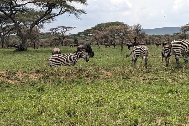 4-Day Tarangire, Serengeti & Ngorongoro Safari — Big Five in Four Days photo 4