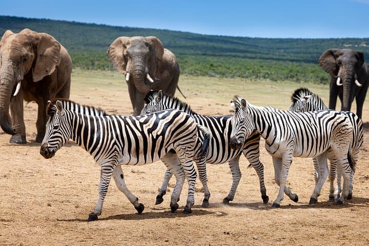 Addo Elephant National Park Full-Day Safari: See South Africa's Big 7 (Incl. Transport & Lunch) photo 4