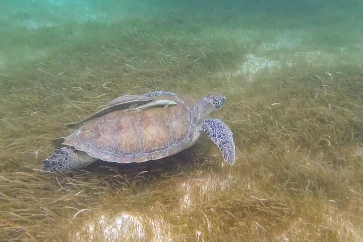Full Day Tulum Paradise Beach — Snorkel with Sea Turtles & Visit Tulum Ruins photo 2
