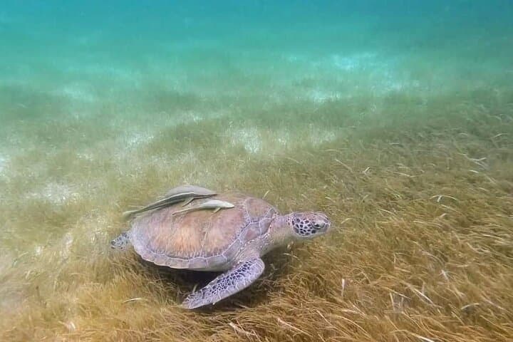 Full Day Tulum Paradise Beach — Snorkel with Sea Turtles & Visit Tulum Ruins photo 5