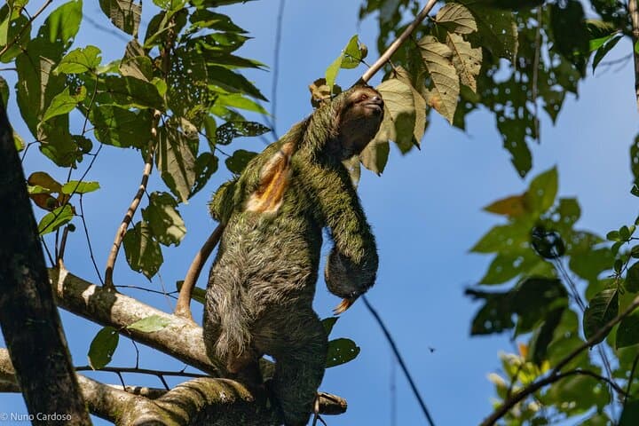 Explore Manuel Antonio National Park: Guided Wildlife & Beach Tour photo 4