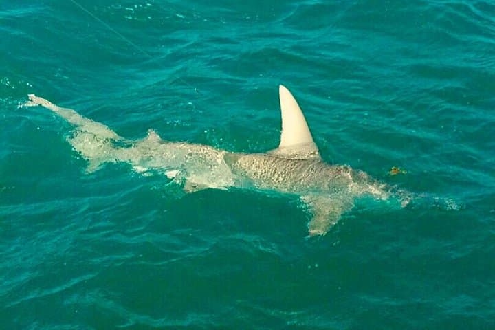 Key West Inshore Shark Fishing: Catch-and-Release Backcountry Shark Adventure photo 4