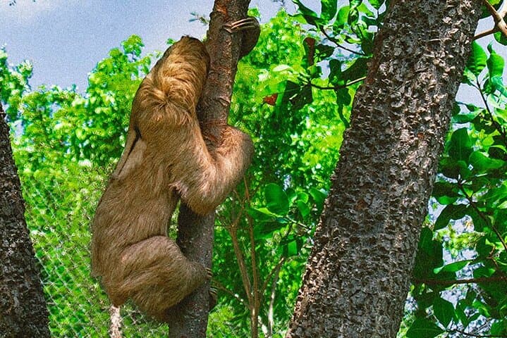 Roatan Wildlife and Beach Combo: Sanctuary, Chocolate Tasting & West Bay Swim photo 6