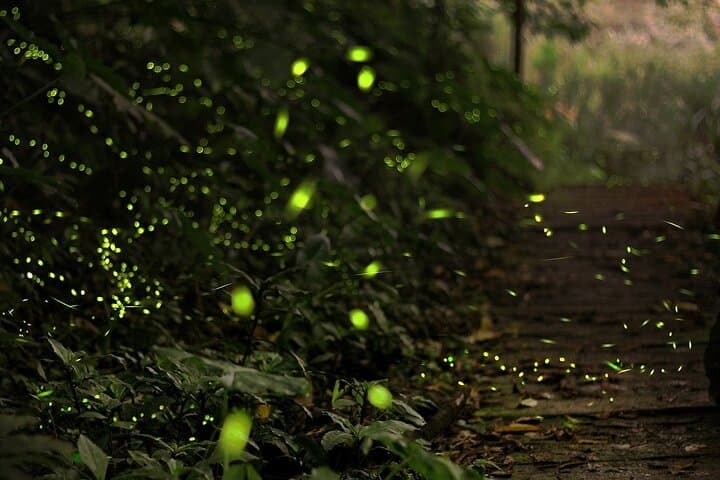 Night Glows: Fireflies and Blue Tears Boat Tour from Kuala Lumpur photo 4