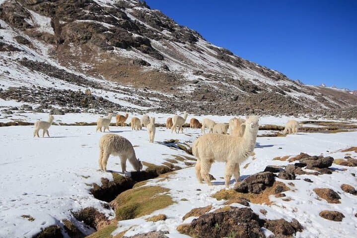 Cusco in 7 Days: Sacred Valley, Vinicunca & Machu Picchu — Ultimate 7-Day Itinerary photo 2