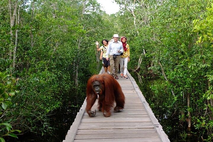 3-Day Tanjung Puting Orangutan & Klotok River Cruise: Camp Leakey Adventure photo 2