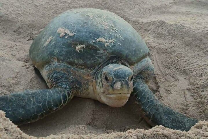 Two-Day Ras Al Hadd Oman Adventure: Wadi Shab, Turtle Watching and Wahiba Sands