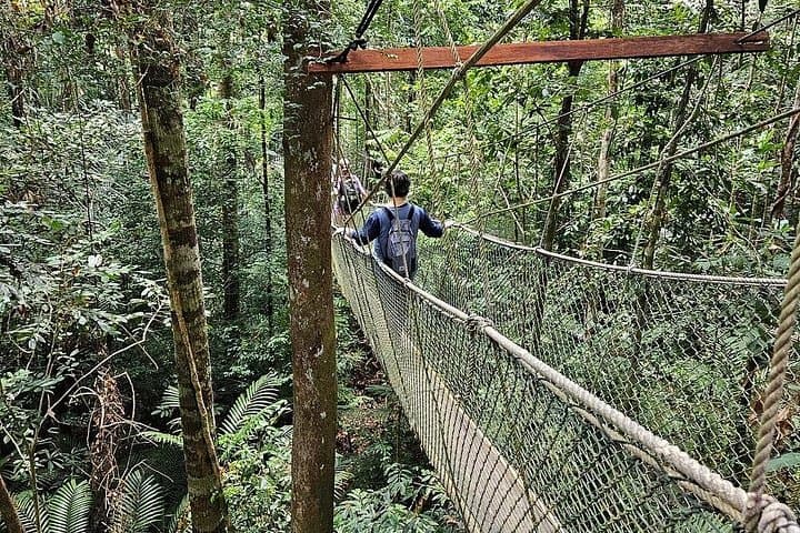 Taman Negara Day Trip from Kuala Lumpur — Canopy Walks, Orang Asli & River Rapids photo 3
