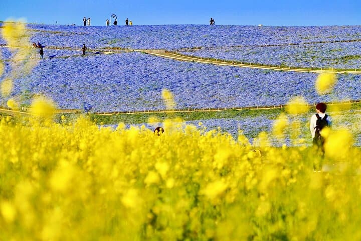 Spring Day Tour to Hitachi Seaside Park & Ashikaga Flower Park — Nemophila & Great Wisteria