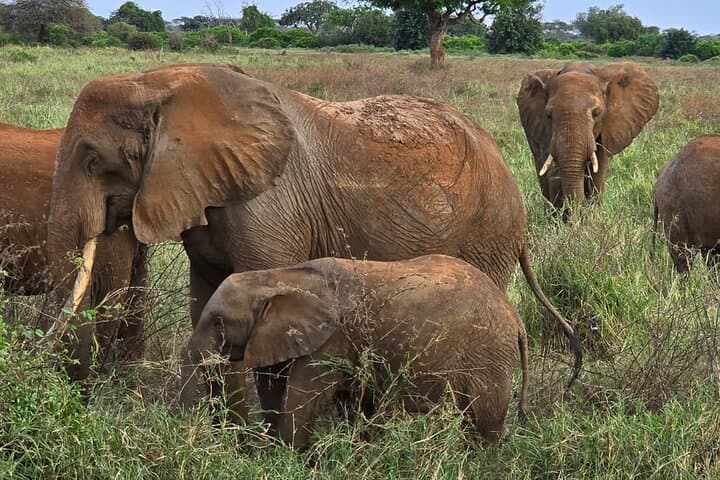 Tsavo East Day Trip: Open-Roof Game Drive from the Coast