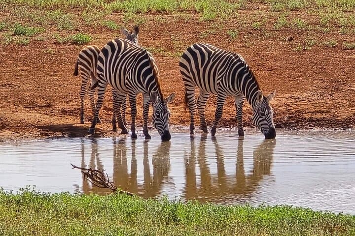 Tsavo East Day Trip: Open-Roof Game Drive from the Coast photo 5