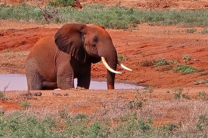 Tsavo East Day Trip: Open-Roof Game Drive from the Coast photo 6