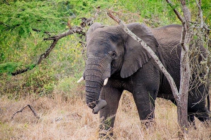 Akagera National Park 1-Day Safari: Wildlife Game Drive from Kigali