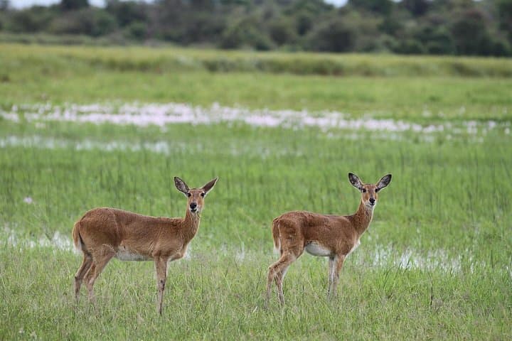 Akagera National Park 1-Day Safari: Wildlife Game Drive from Kigali photo 2