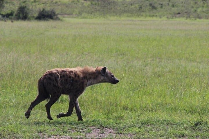 Akagera National Park 1-Day Safari: Wildlife Game Drive from Kigali photo 3