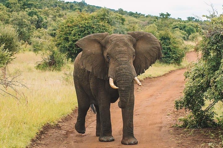 Akagera National Park 1-Day Safari: Wildlife Game Drive from Kigali photo 4