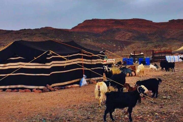 Full-Day Bedouin Desert Experience with Abu Mishaal near Tabuk