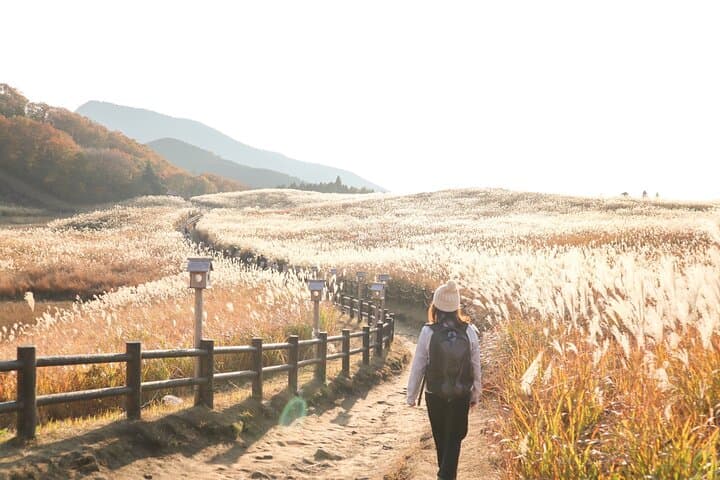 Akame 48 Falls & Soni Highlands Hike from Nagoya — Giant Salamanders and Pampas Grass Vistas
