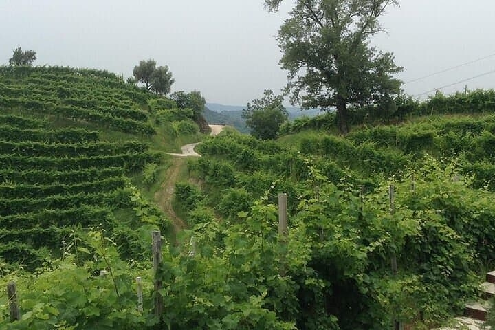 Prosecco Hills Full-Day Wine Tasting from Venice: Two Wineries & Lunch photo 4