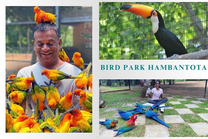Hambantota Cruise Excursions: Private Tours, Safaris & Botanic Gardens from Colombo photo 3