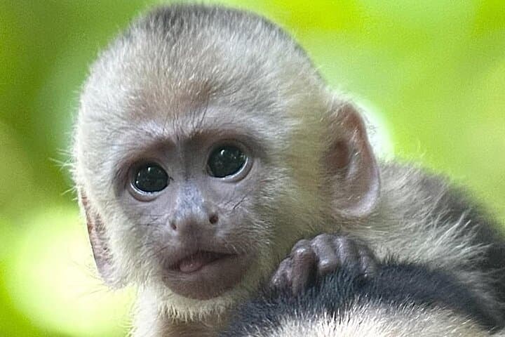 Monteverde Guided Eco Walk: Cloud Forest Birds, Plants & Nature Tour photo 3