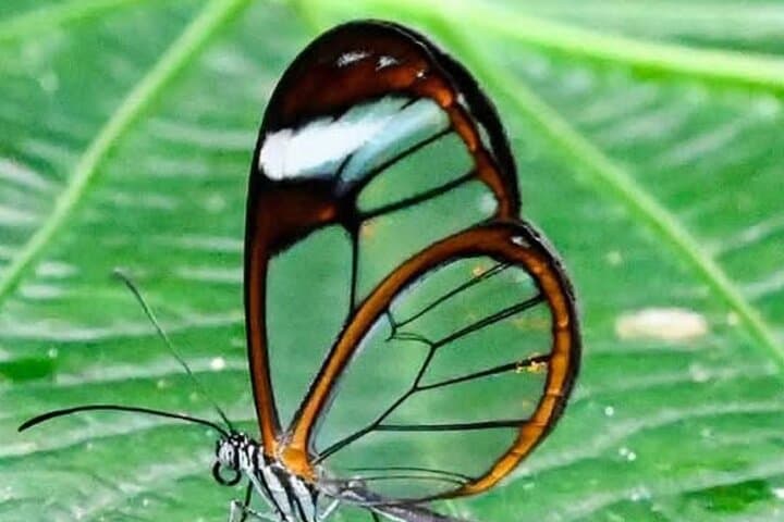 Monteverde Guided Eco Walk: Cloud Forest Birds, Plants & Nature Tour photo 6
