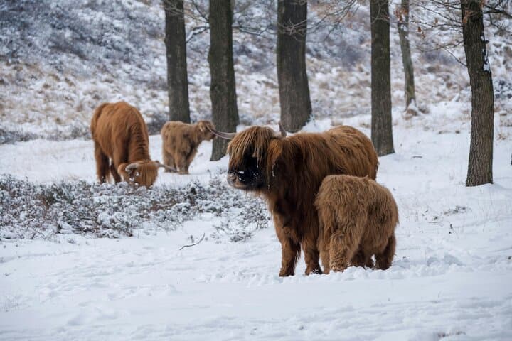 Highland Cows to Kelpies: Half-Day Glasgow Cathedral & Mural Tour photo 6