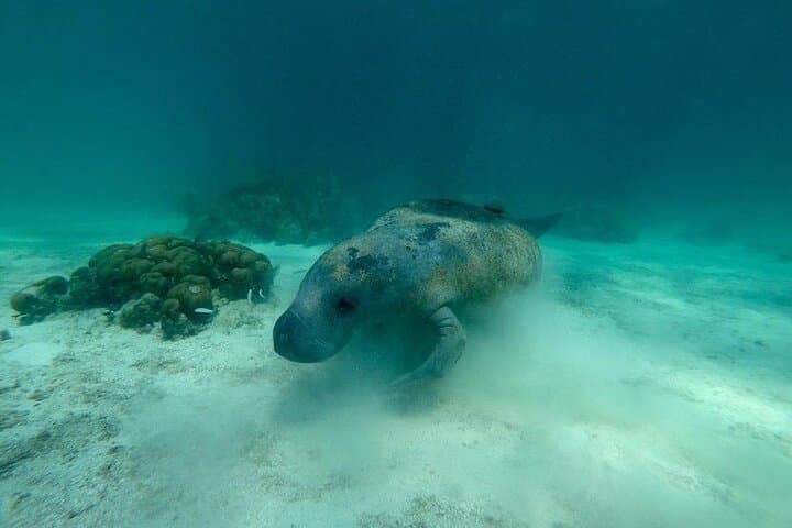 Hol Chan & Shark Ray Alley: Snorkel Belize’s Marine Playground
