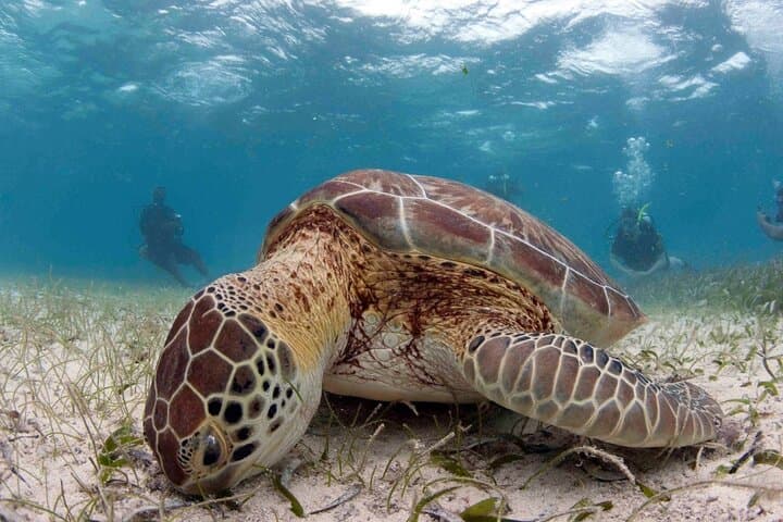 Hol Chan & Shark Ray Alley: Snorkel Belize’s Marine Playground photo 2