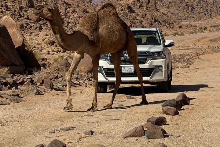 Wadi Hisma Day Trip from Tabuk — Ship Rock, Secret Garden & Bajdah Wildlife photo 2