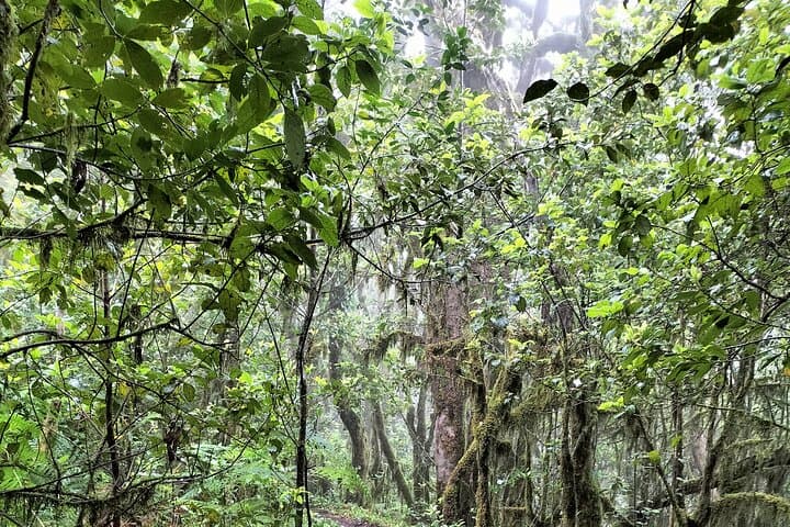 Anaga VIP Tour — Forests, Peaks and Sea in Tenerife's Lost World photo 2