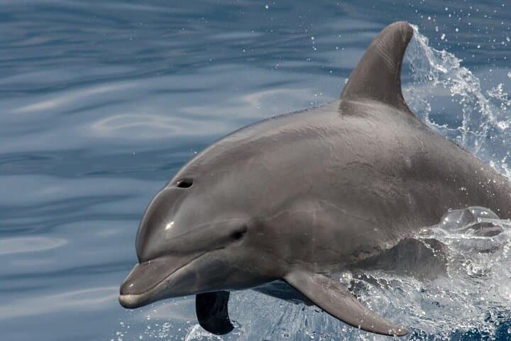 Dolphin Watching in Muscat: Arabian Sea Boat Tour & Wildlife Encounter