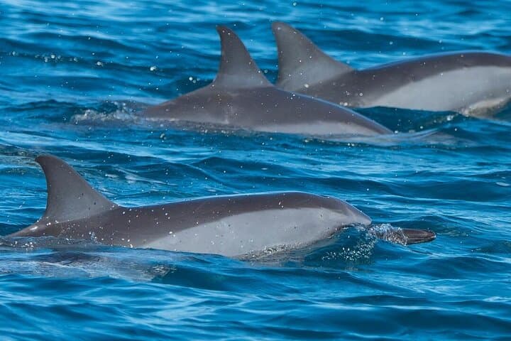 Dolphin Watching in Muscat: Arabian Sea Boat Tour & Wildlife Encounter photo 3