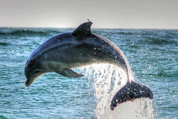 Dolphin Watching in Muscat: Arabian Sea Boat Tour & Wildlife Encounter photo 2