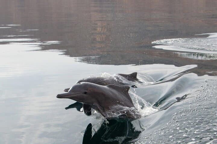 Dolphin Watching in Muscat: Arabian Sea Boat Tour & Wildlife Encounter photo 4