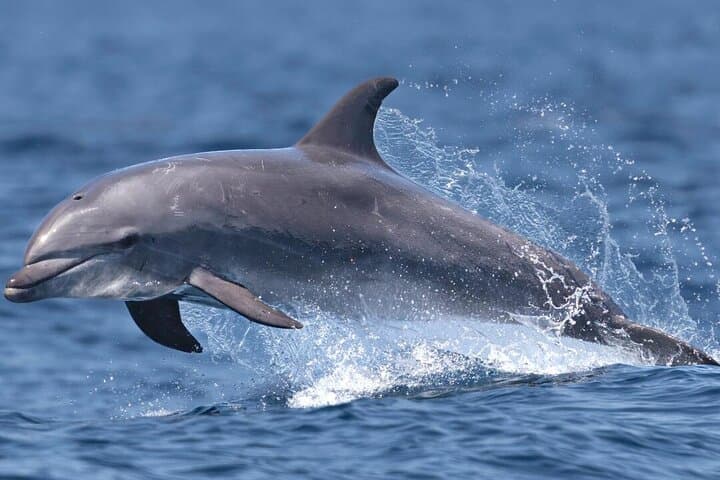 Dolphin Watching in Muscat: Arabian Sea Boat Tour & Wildlife Encounter photo 6
