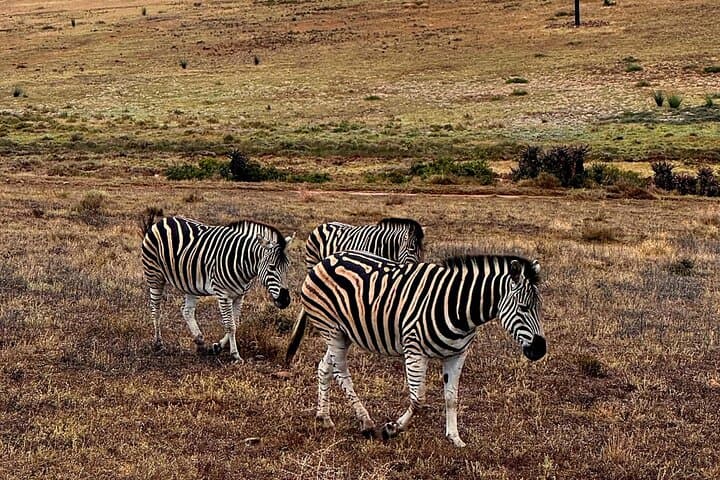 2-Day Garden Route Big Five Safari from Cape Town