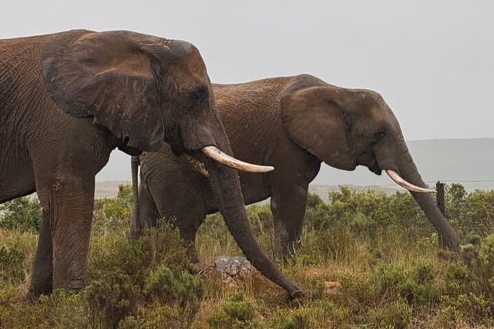 2-Day Garden Route Big Five Safari from Cape Town photo 2