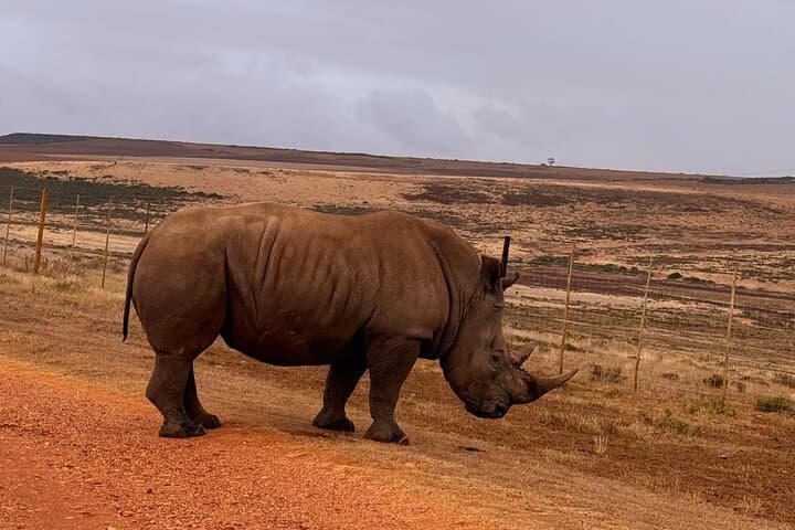 2-Day Garden Route Big Five Safari from Cape Town photo 5