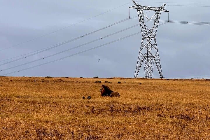 2-Day Garden Route Big Five Safari from Cape Town photo 6