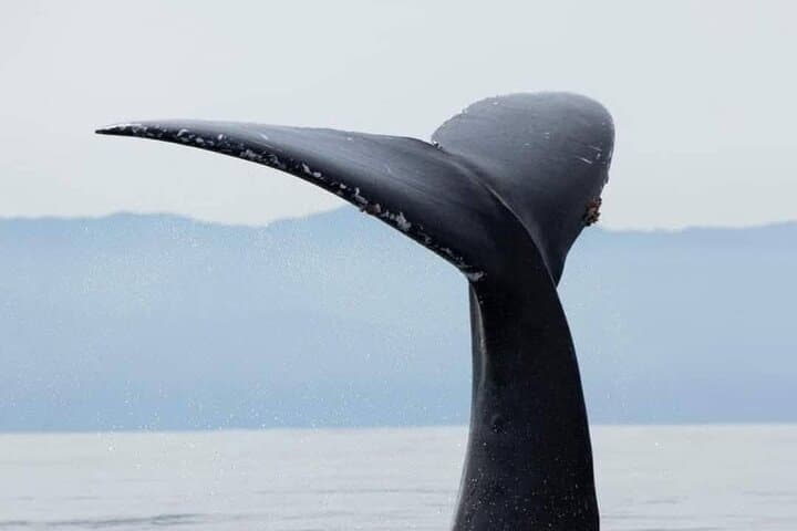 Puerto Vallarta Whale Watching — Banderas Bay Humpback Expedition photo 3