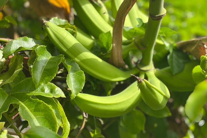 Pinones Caribbean Food Experience: Puerto Rican Cooking & Tasting Tour photo 2