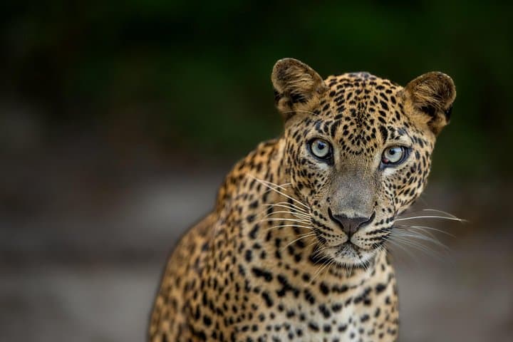Yala National Park Guided Safari — Full-Day Jeep Wildlife Experience in Sri Lanka photo 1