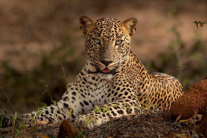 Yala National Park Guided Safari — Full-Day Jeep Wildlife Experience in Sri Lanka photo 2